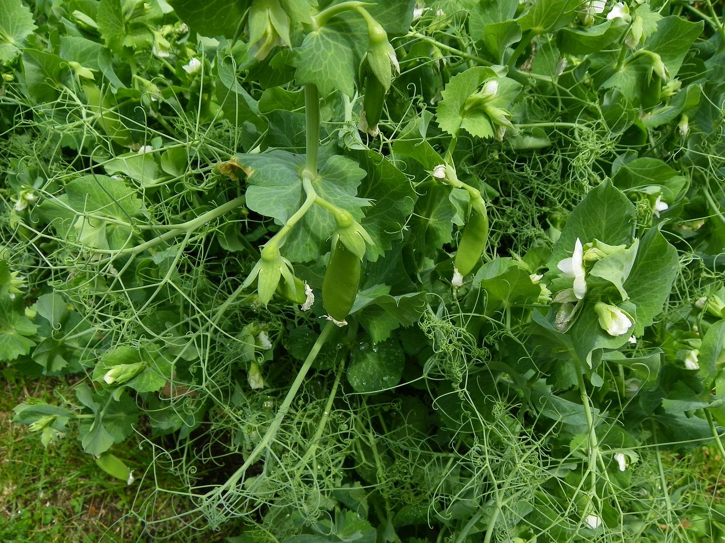  photo peas1_zps92deef94.jpg